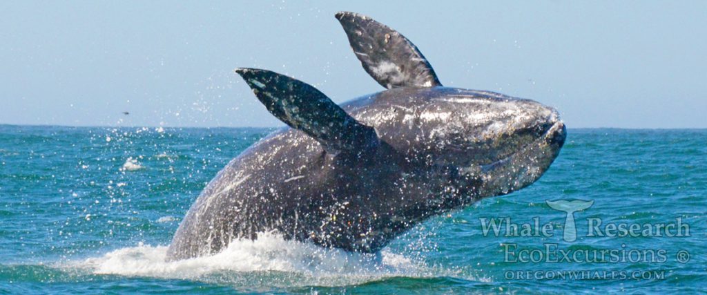 whale watching tours brookings oregon