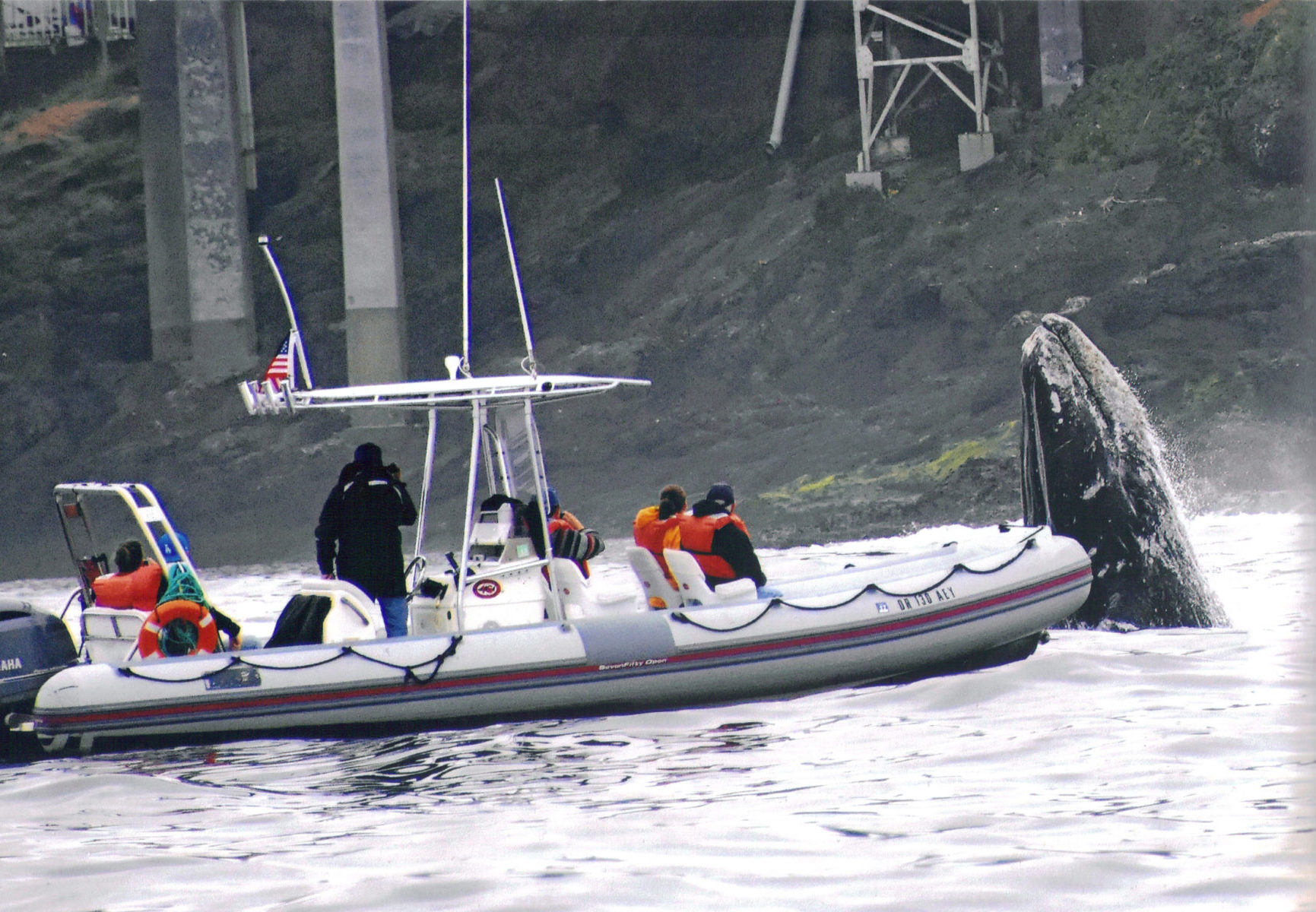 whale watching tours brookings oregon