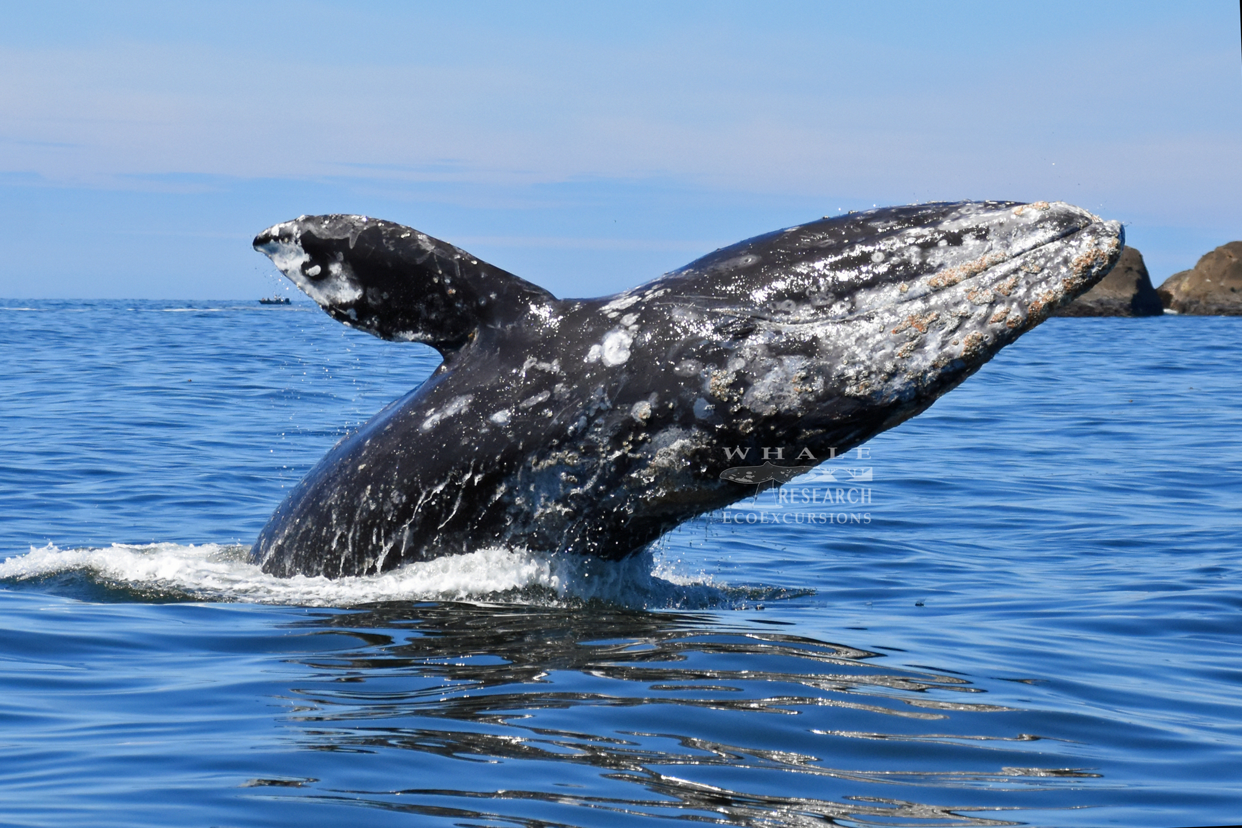 whale tour oregon