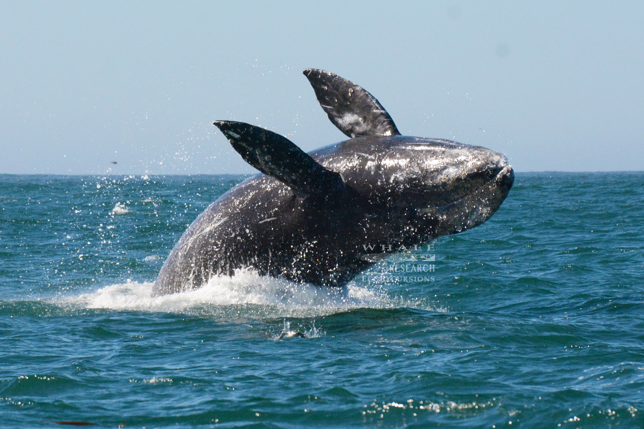 whale watching tours brookings oregon